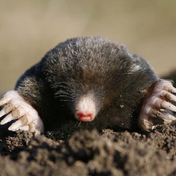 Marvelous Moles: Exploring the Subterranean World Beneath Your Lawn
