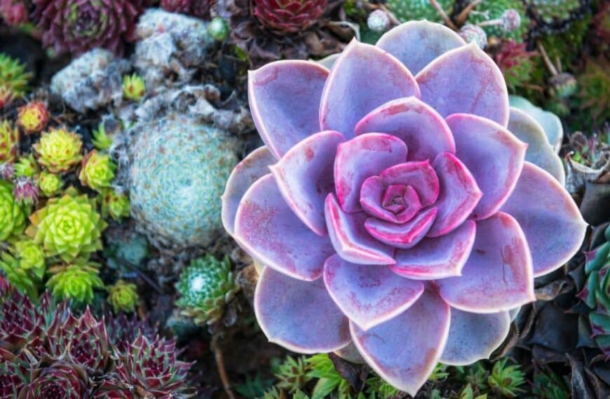 Why are succulent seeds so popular among garden enthusiasts?