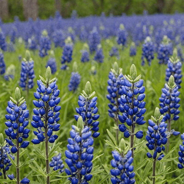 discover the beauty of bluebonnet seeds and learn how to grow them in your garden with our expert guide.