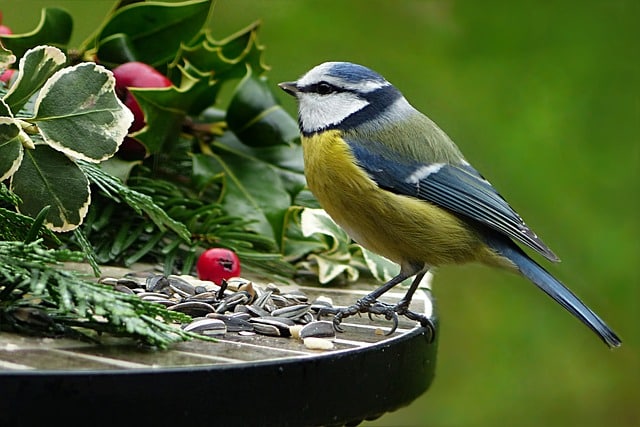 Discover the secret to transforming your garden into a bird paradise!