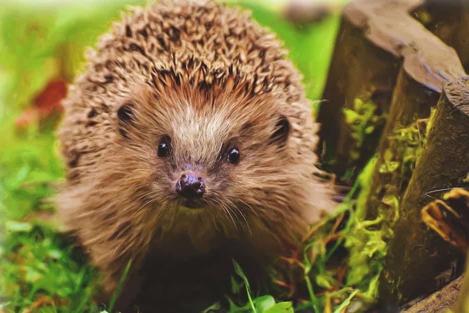 Make your garden a hedgehog haven: Fun and simple steps for a wildlife-friendly space