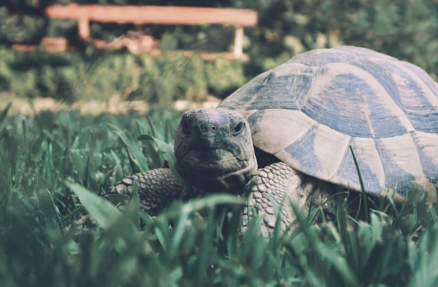 Discover the top plants for a thriving tortoise enclosure: A comprehensive guide