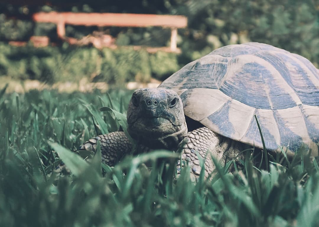 Discover the top plants for a thriving tortoise enclosure: A comprehensive guide