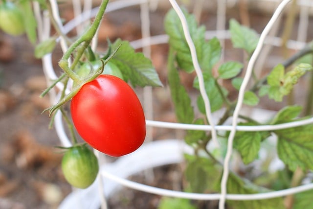 Unlock the secret of bountiful balcony tomatoes with container gardening