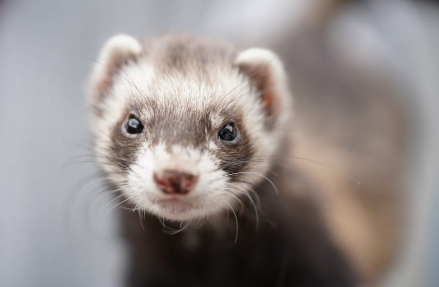 Unleashing fun: essential tips on caring for your newly adopted pet ferret