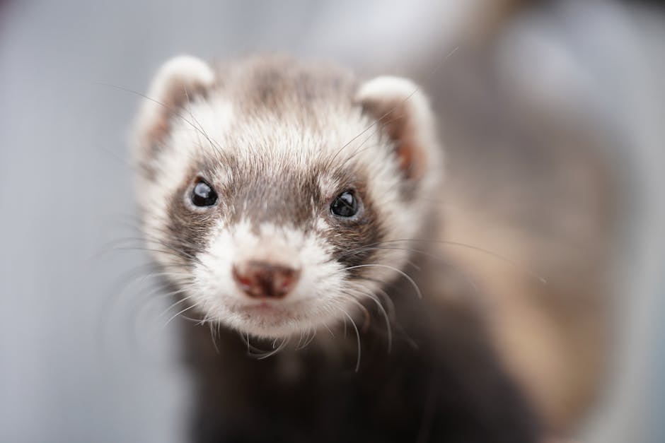 Unleashing fun: essential tips on caring for your newly adopted pet ferret