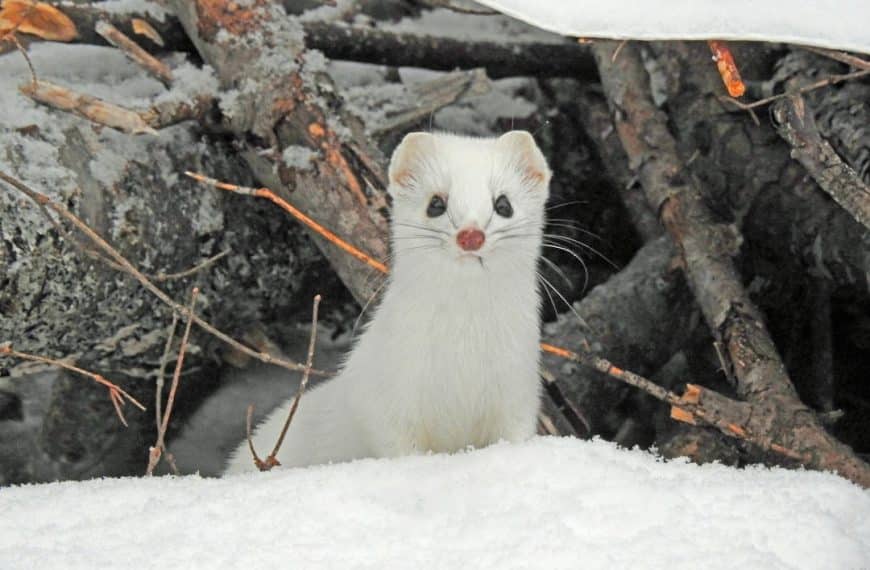 Unmasking the mysteries: your ultimate guide to weasel species identification