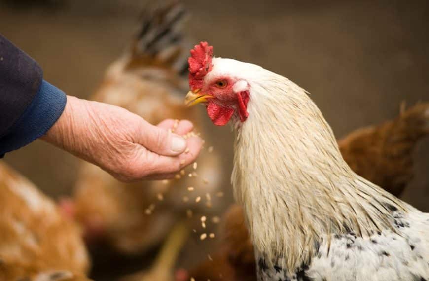 Boost your backyard flock: top tips for feeding chickens organically