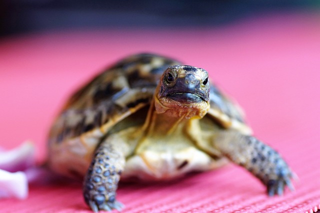 Peppen Sie das Leben Ihrer Hausschildkröte mit diesen unterhaltsamen Aktivitäten zur Bereicherung auf