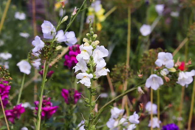 Trasforma il tuo giardino con queste piante e fiori vivaci e adatti agli animali domestici