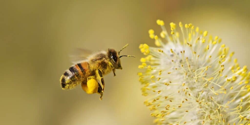 Observing bee polllination