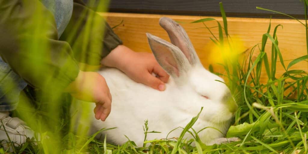 Rabbit handling