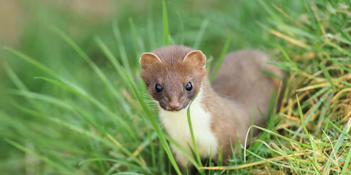 explore the significance of small animals in ecosystems and their impact on the balance of nature in this insightful article.