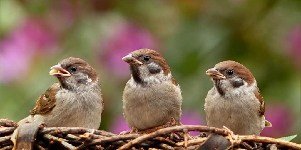 explore the diverse reproductive strategies of small animals in the wild, from mating rituals to parenting behaviors. learn how these creatures adapt to ensure the survival of their species in challenging environments.