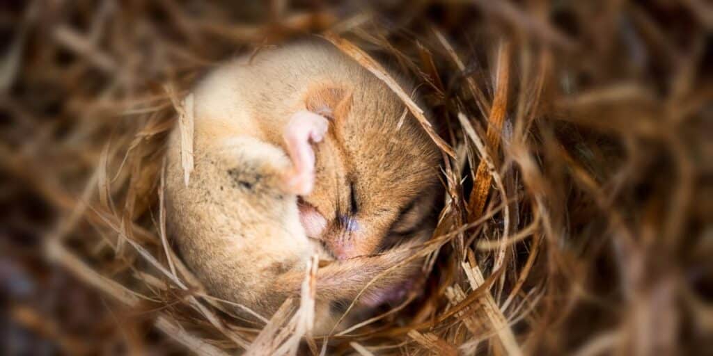learn about small wild animals and their hibernation habits in this informative article.