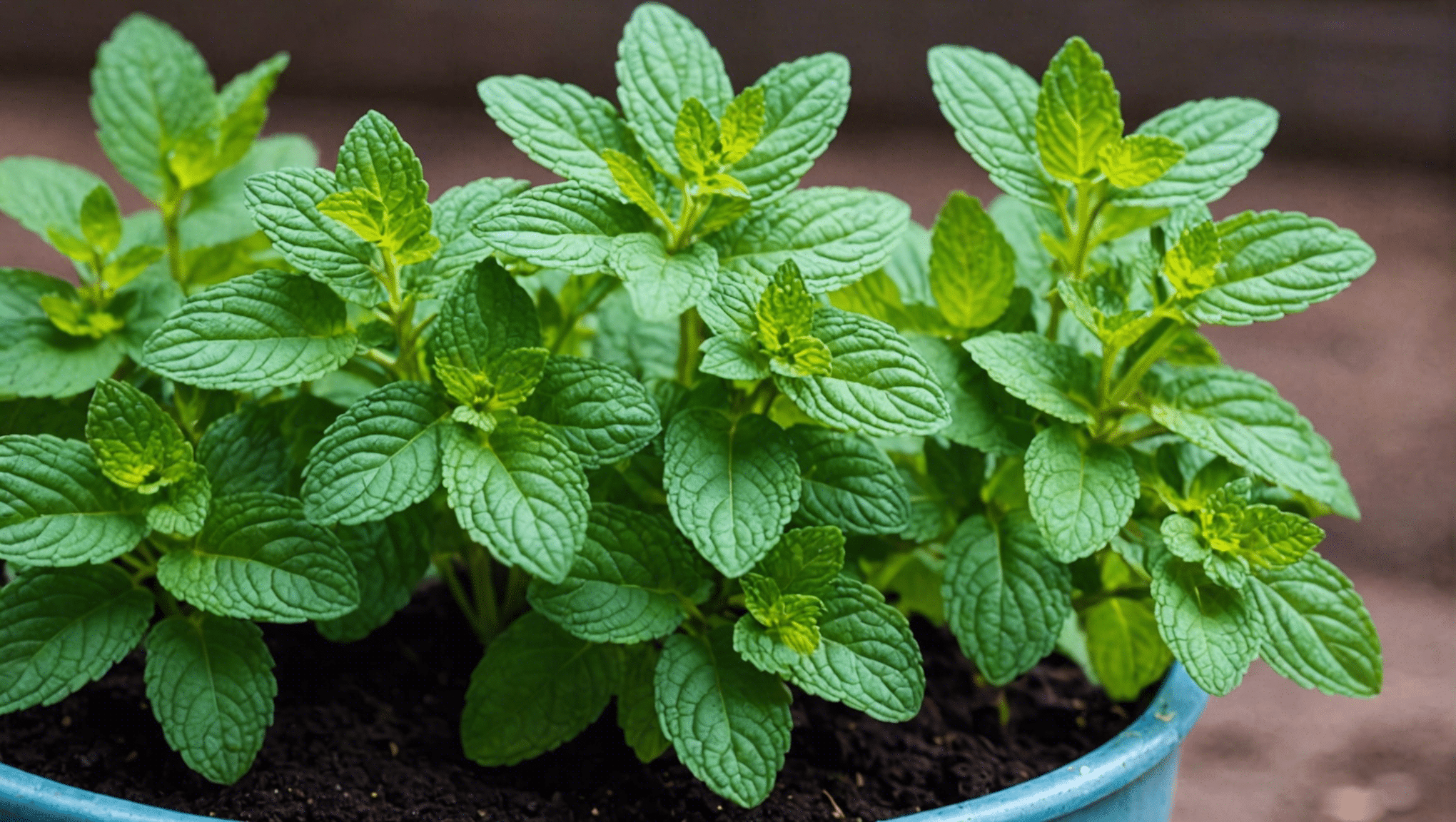 discover how to easily grow mint seeds with our helpful guide. learn all you need to know to successfully cultivate your own mint plants at home.