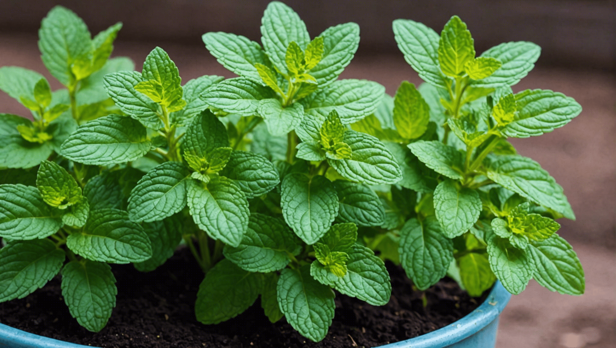 Descubra cómo cultivar fácilmente semillas de menta con nuestra útil guía. aprenda todo lo que necesita saber para cultivar con éxito sus propias plantas de menta en casa.