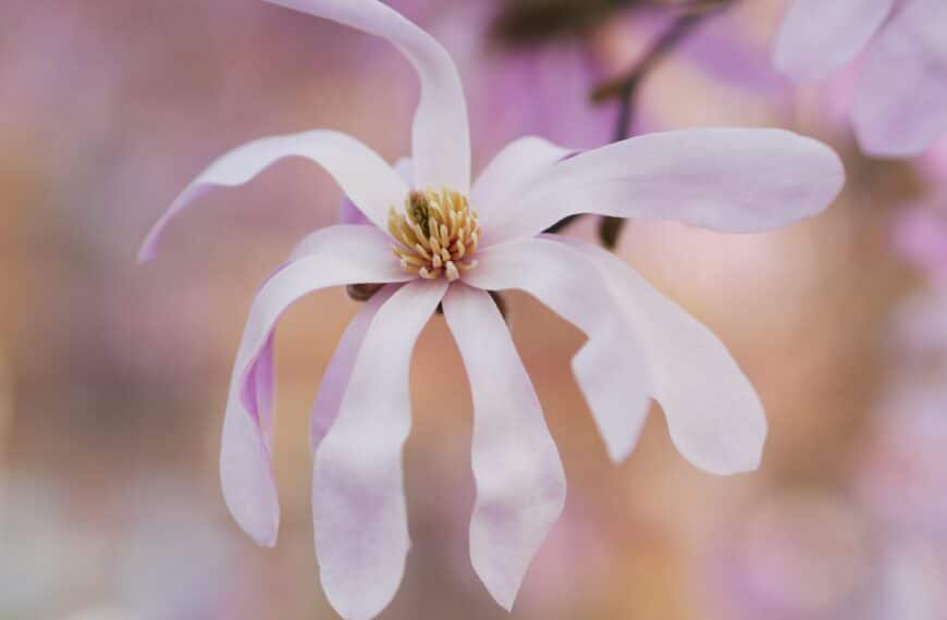discover the beauty of magnolia trees with their stunning flowers and graceful branches. learn about growing and caring for magnolia trees in your garden.
