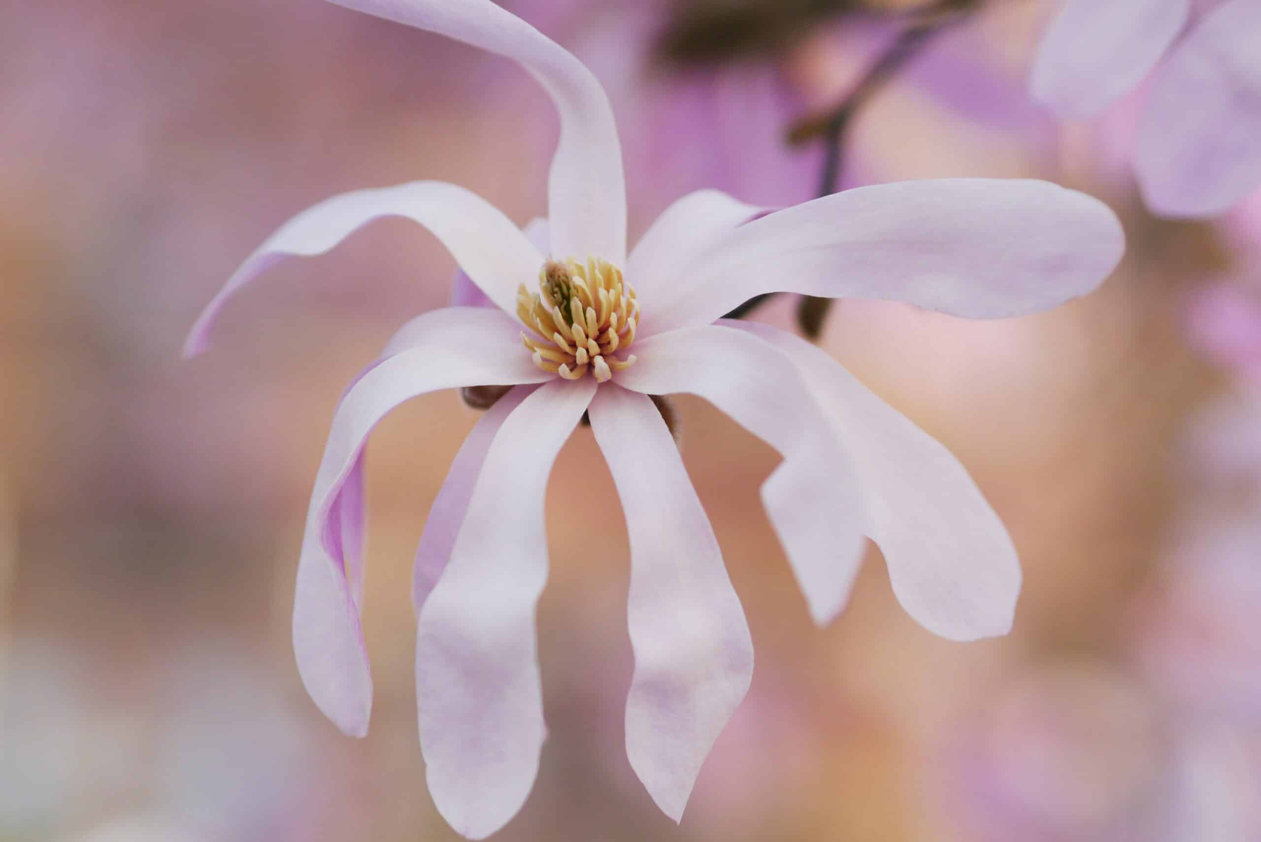 discover the beauty of magnolia trees with their stunning flowers and graceful branches. learn about growing and caring for magnolia trees in your garden.