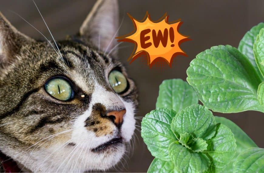 Scaredy cat herb