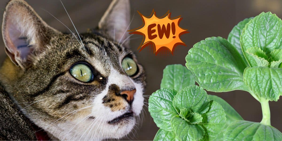 Scaredy cat herb