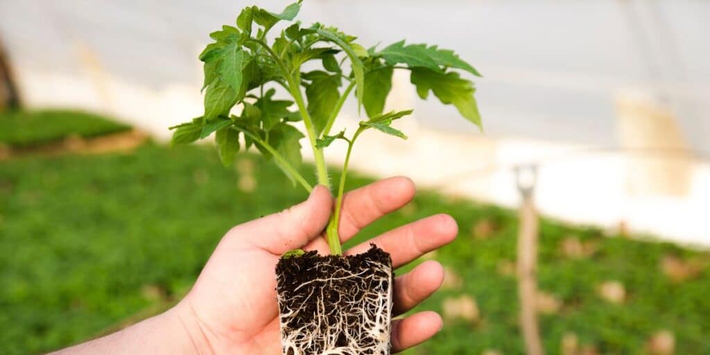 Pequeña planta de tomate con raíces.