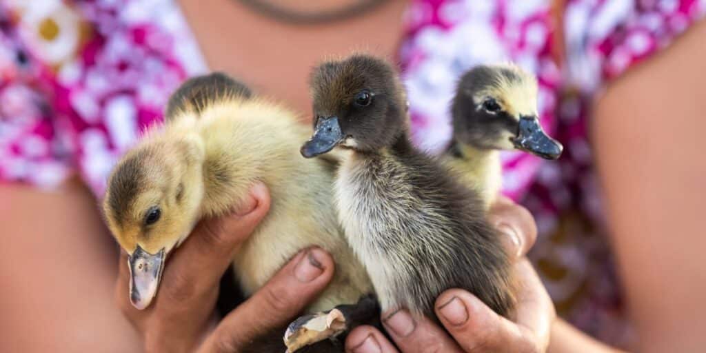 Schattige kleine eendjes