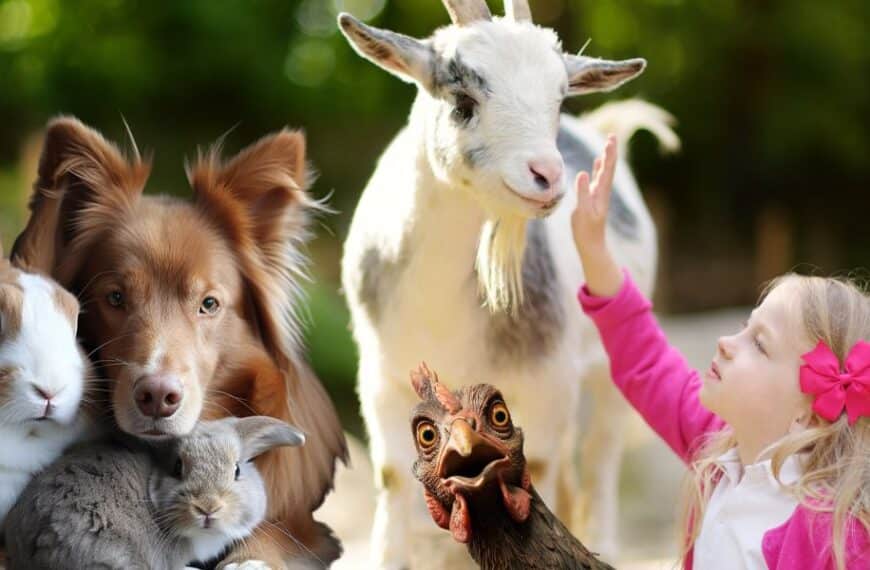Petting Zoo Paradise: Creating a Fun and Safe Environment for Backyard Animals