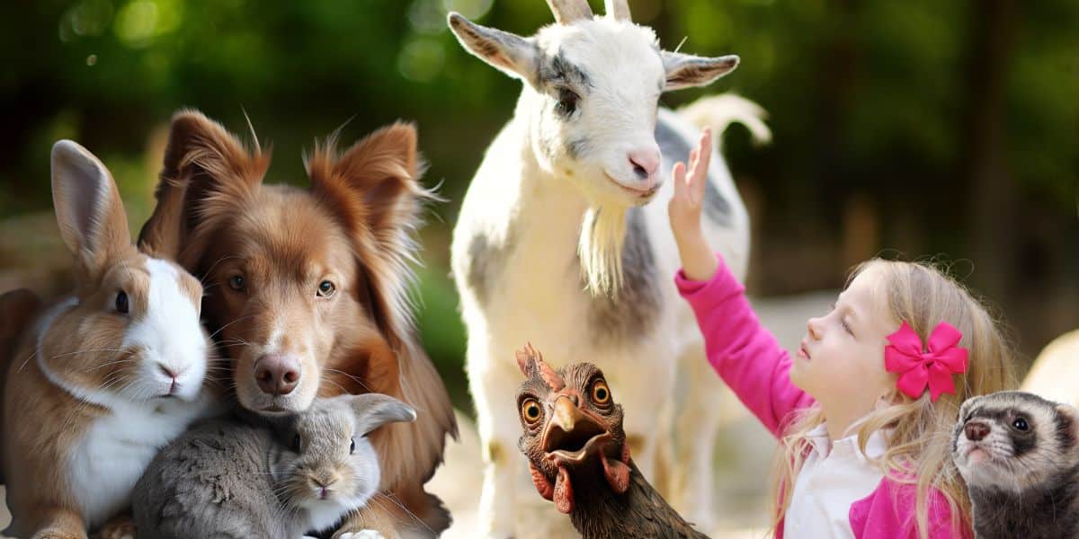 Petting Zoo Paradise: Creating a Fun and Safe Environment for Backyard Animals