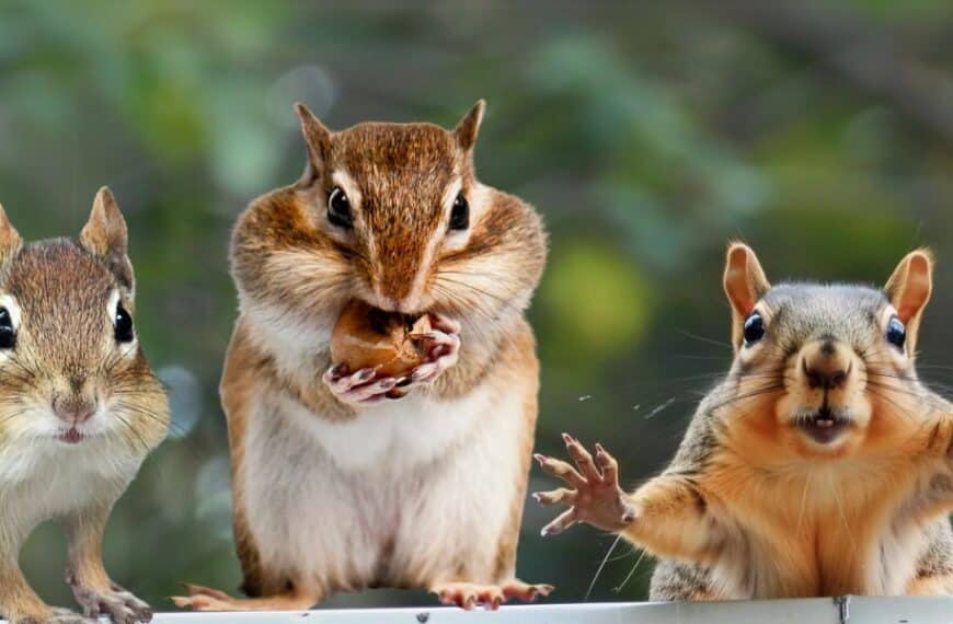 Chipmunk Behavior: Understanding the Energetic Dwellers of Your Garden