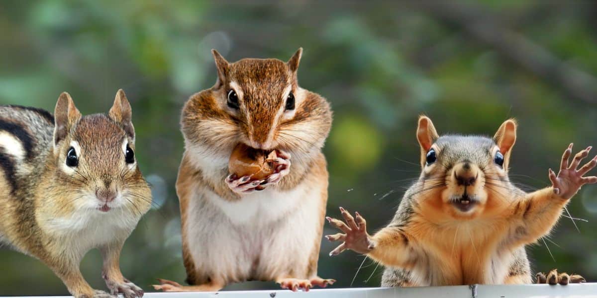 Chipmunk Behavior: Understanding the Energetic Dwellers of Your Garden