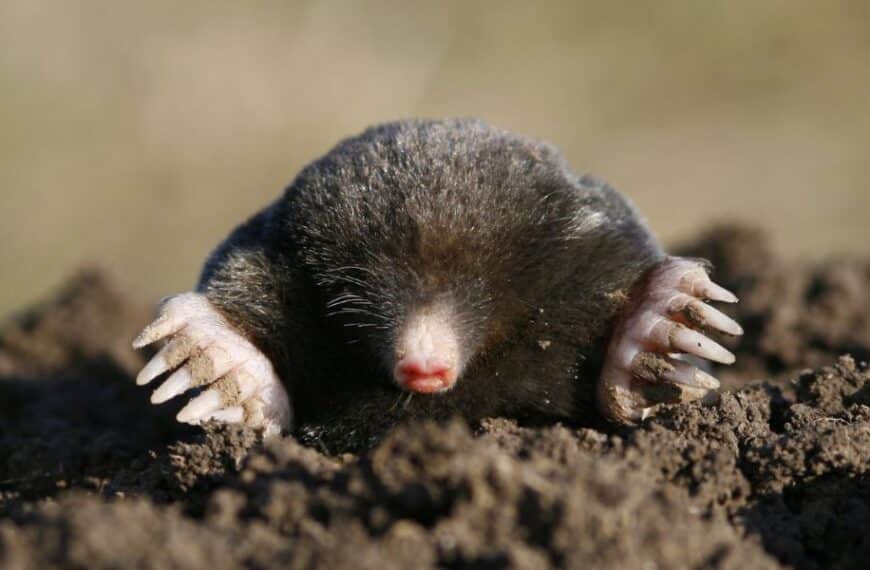 Marvelous Moles: Exploring the Subterranean World Beneath Your Lawn