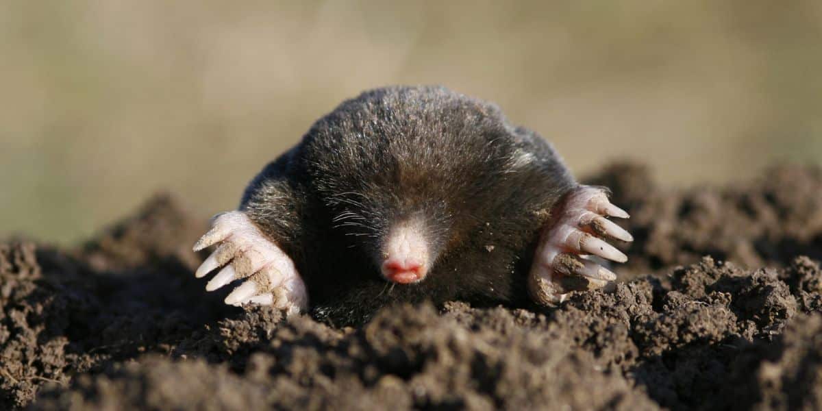Marvelous Moles: Exploring the Subterranean World Beneath Your Lawn