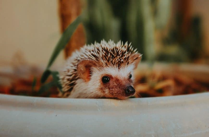 Uncover the secrets of hedgehog nutrition: an ultimate diet guide for your prickly pal