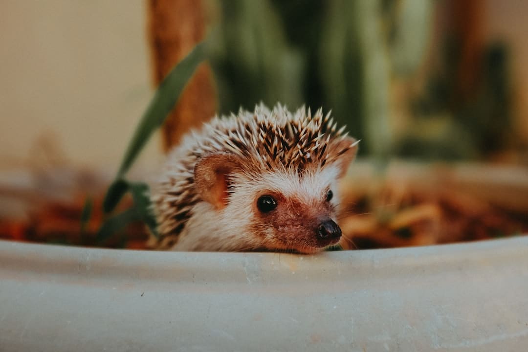 Uncover the secrets of hedgehog nutrition: an ultimate diet guide for your prickly pal