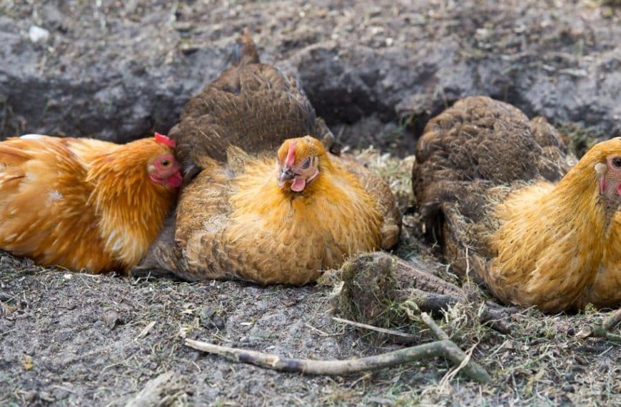 Unwind like a hen: Exploring the intriguing rituals of dust bathing