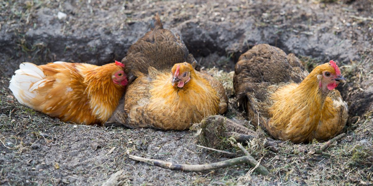 Unwind like a hen: Exploring the intriguing rituals of dust bathing