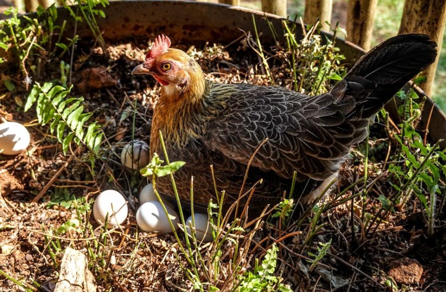 Delving into the hen house: an exciting journey in chicken egg production