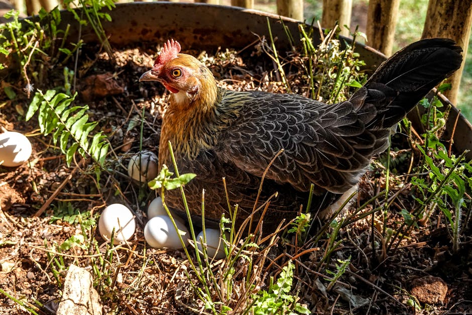 Delving into the hen house: an exciting journey in chicken egg production