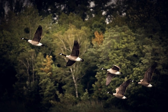 Unraveling the spectacle of seasonal bird migration patterns