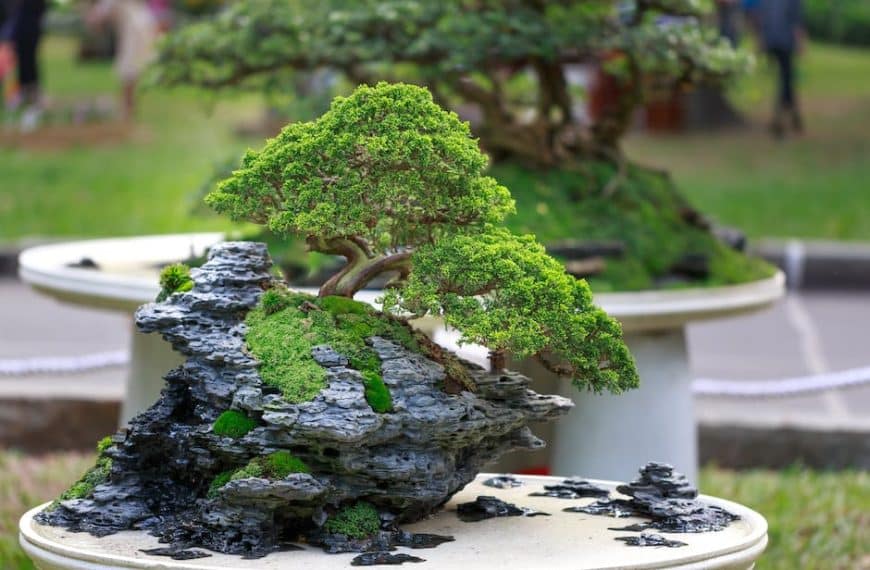 Discover tranquility with Bonsai: the art of crafting miniature masterpieces