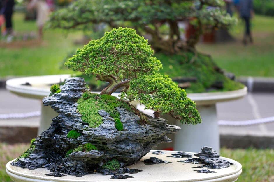 Discover tranquility with Bonsai: the art of crafting miniature masterpieces