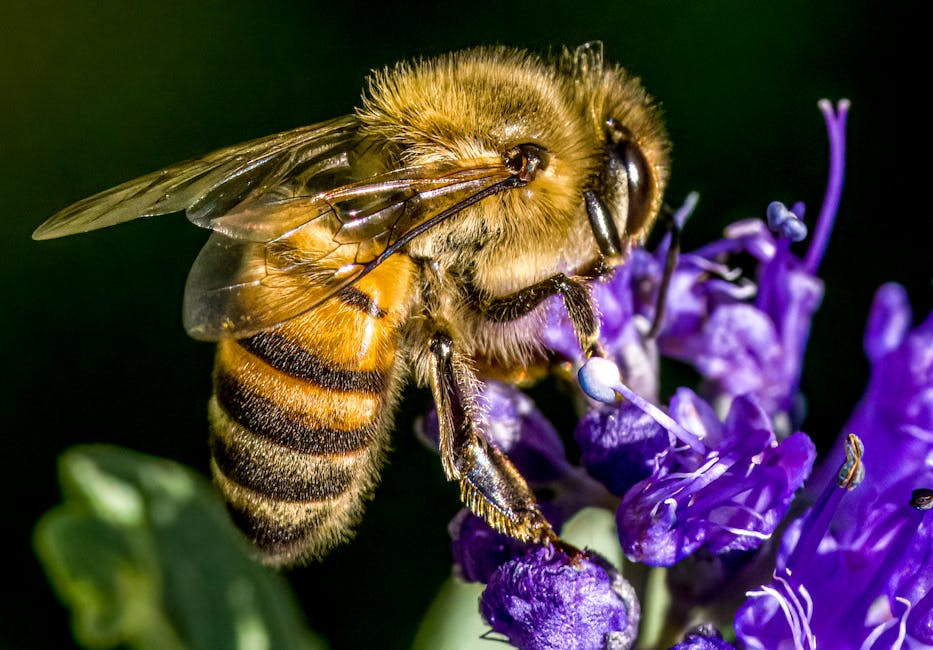 Transform your garden into a buzzing paradise: the guide to a pollinator-friendly oasis