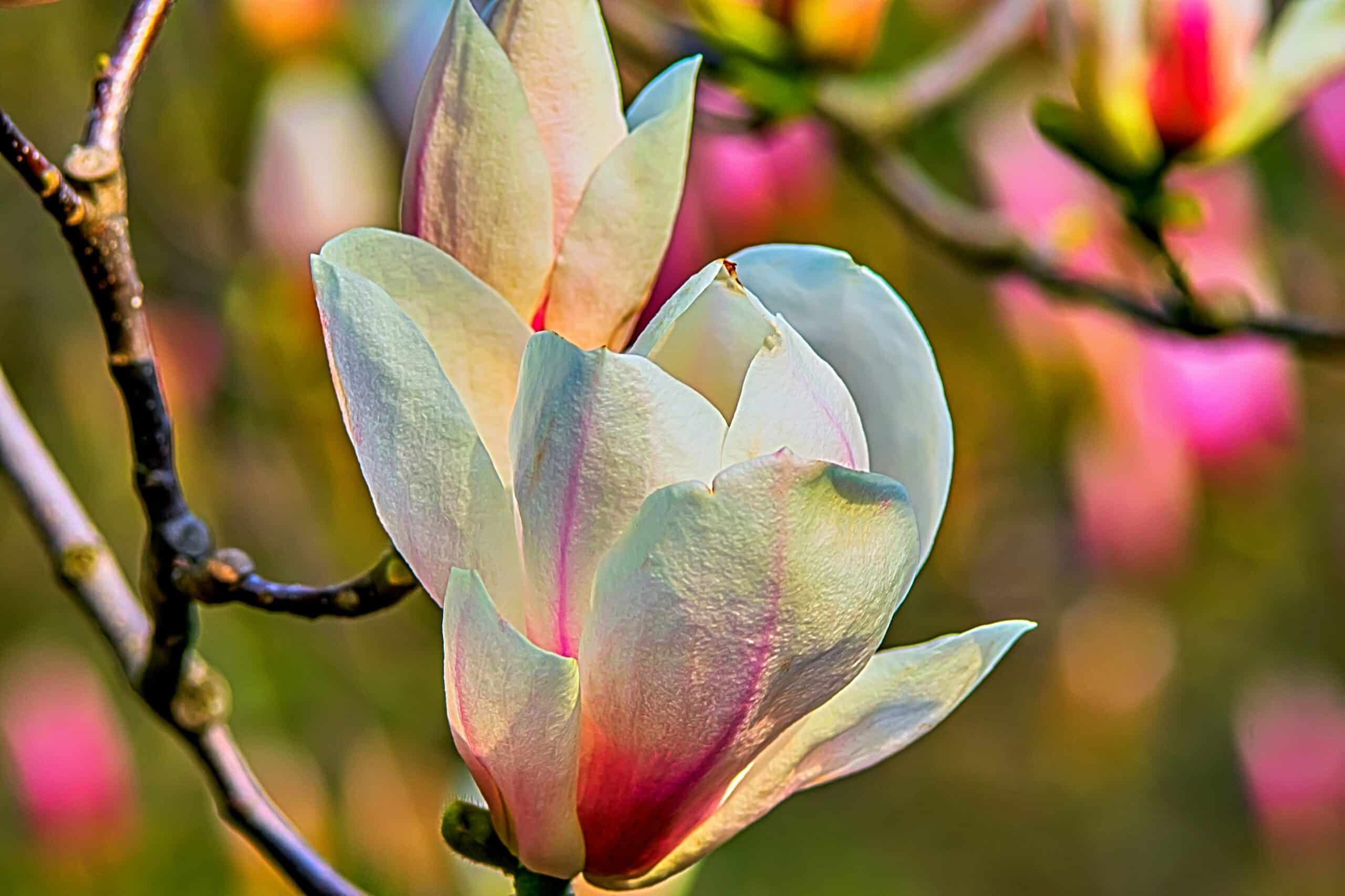 upptäck skönheten hos magnoliaträd med sina fantastiska blommor och imponerande växter. lär dig om olika sorter, planteringstips och skötseltekniker för dessa ikoniska blommande träd.