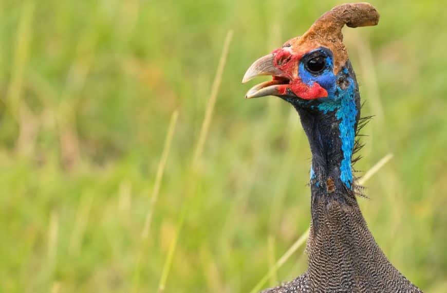 How do guinea fowl communicate with females through their calls?