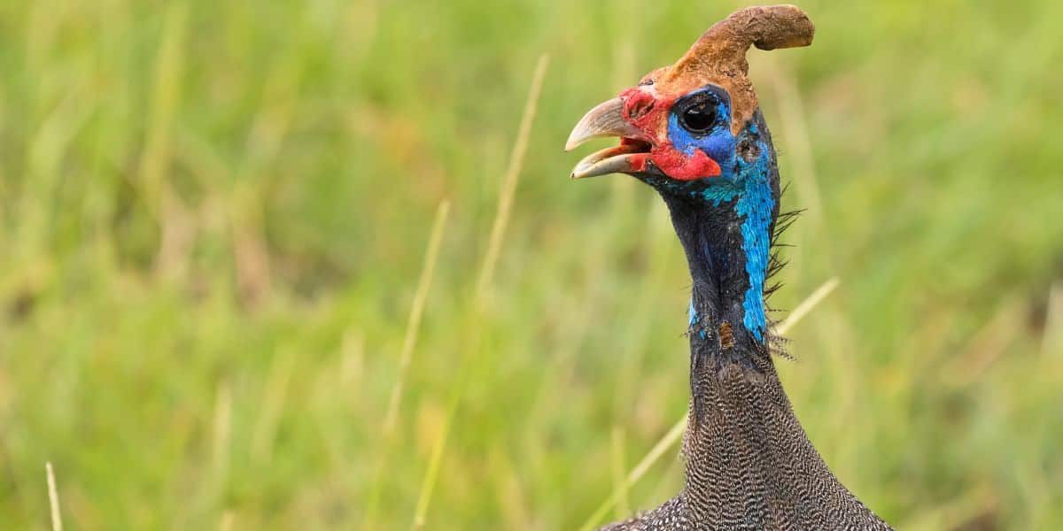 How do guinea fowl communicate with females through their calls?