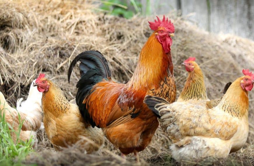 Are Chicken Leg Mites Putting Your Flock at Risk?