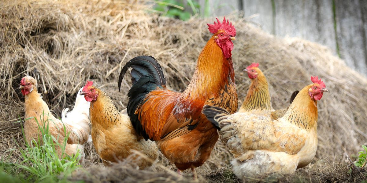 Are Chicken Leg Mites Putting Your Flock at Risk?