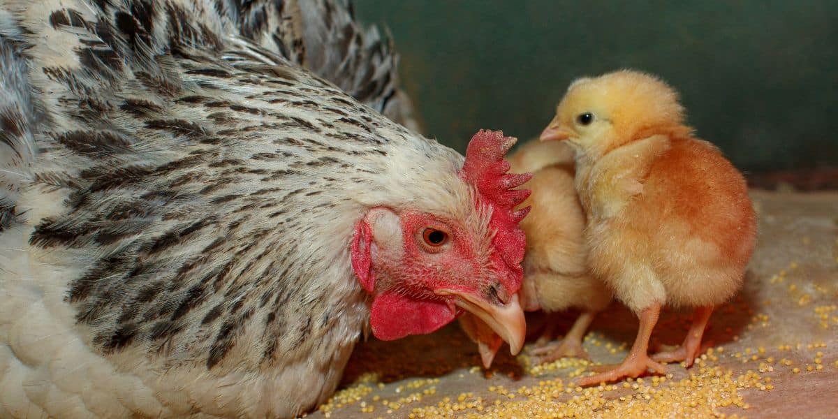 Why is chicken healthcare important?