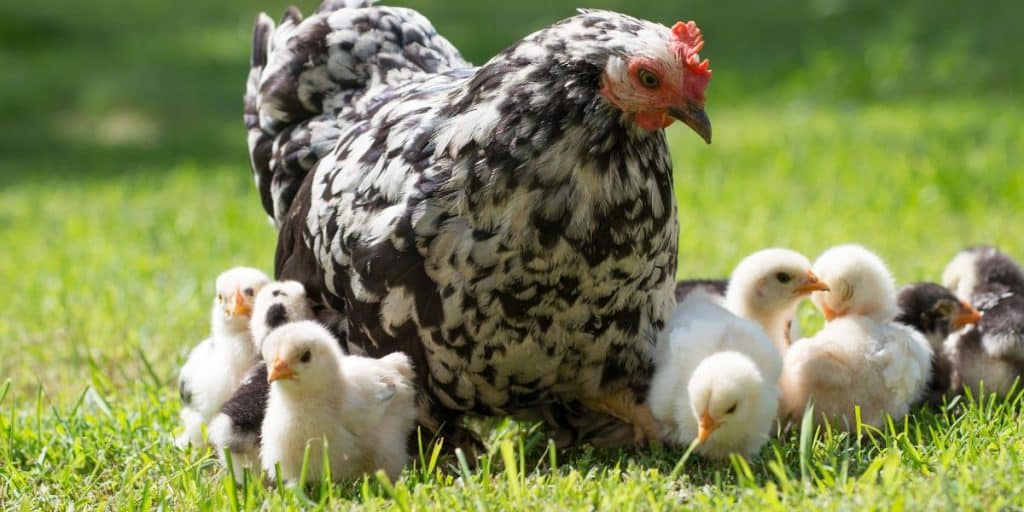 Dealing with Reproductive Issues and Egg Abnormalities